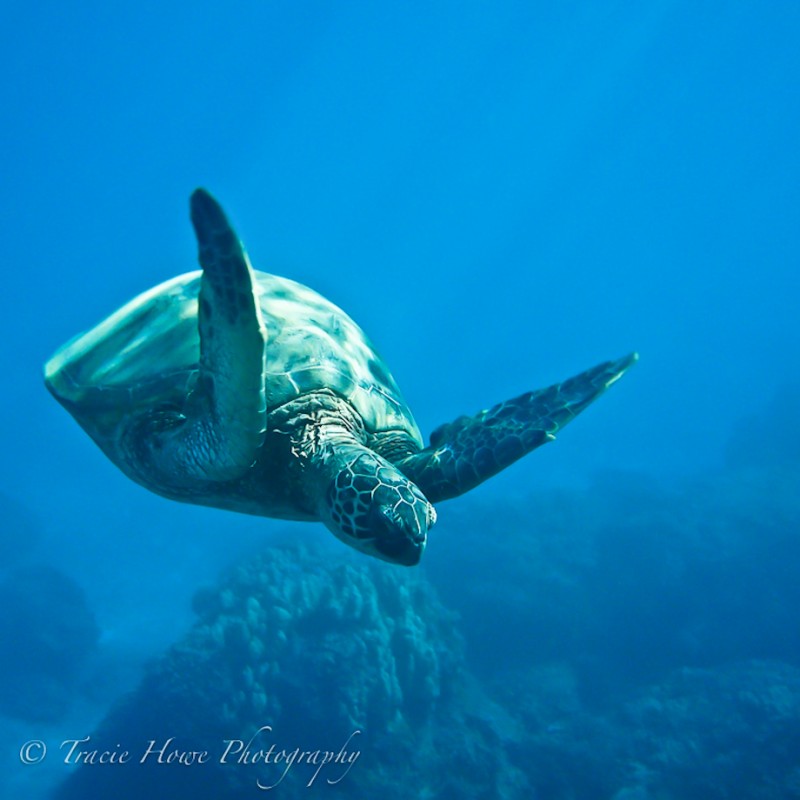 Photograph of turtle underwater in Maui