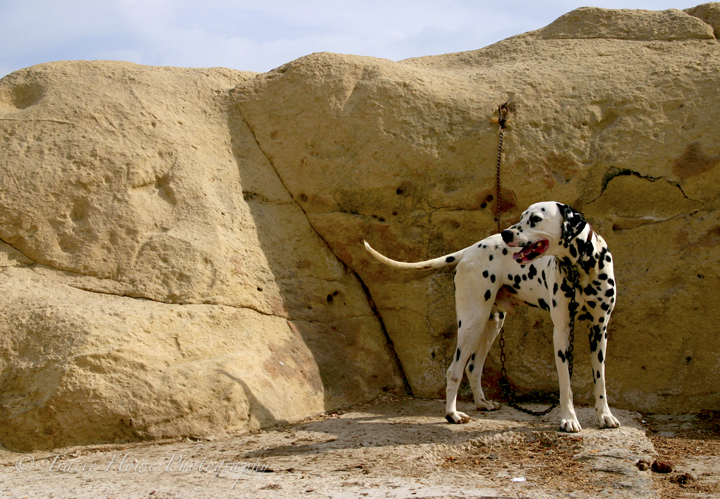 Photograph of dalmation dog in Malta