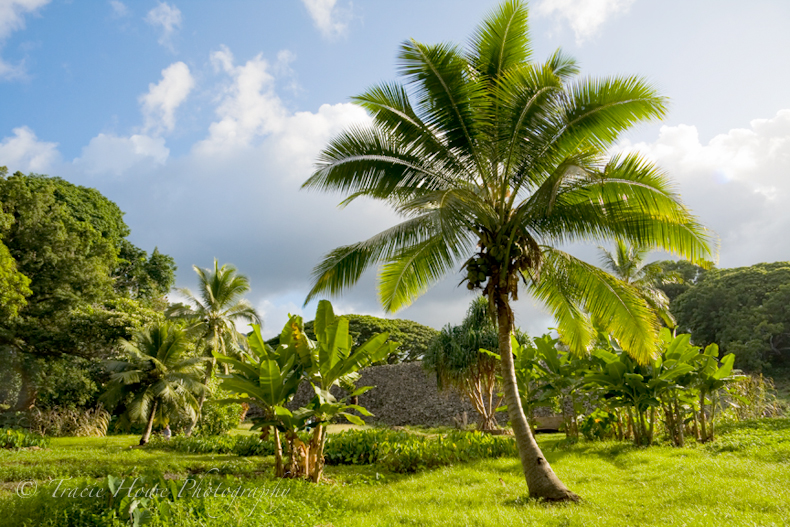 Photograph of palm trees in Hawaiian landscape