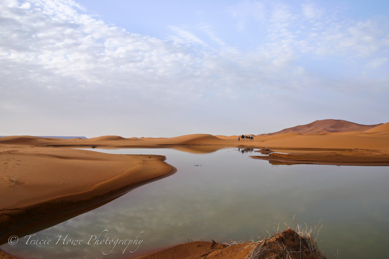 Photograph of flooded Sahara Desert with camels in distance
