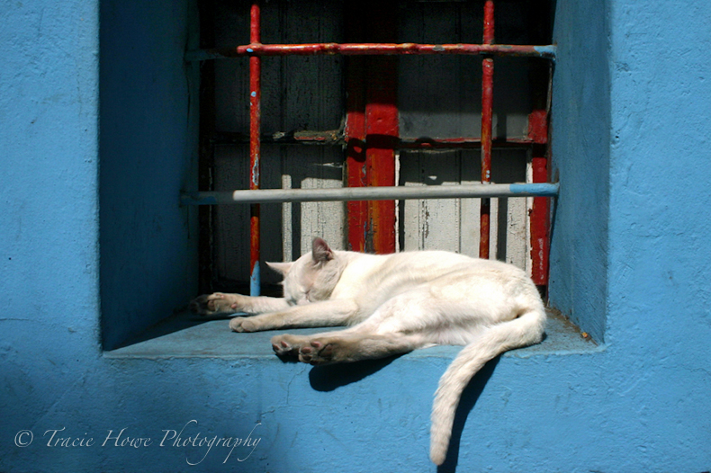 Photograph of cat in window in Buenos Aires