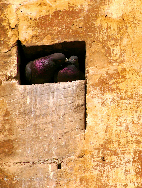 Photograph of pigeons in Malta