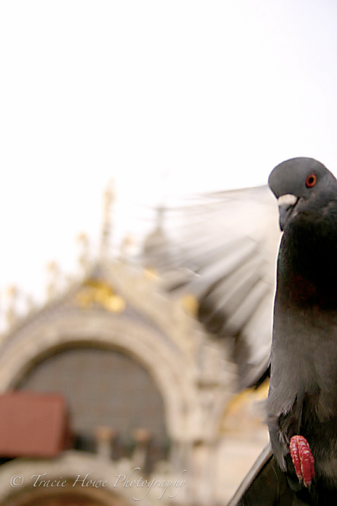 Photograph of pigeon in Venice
