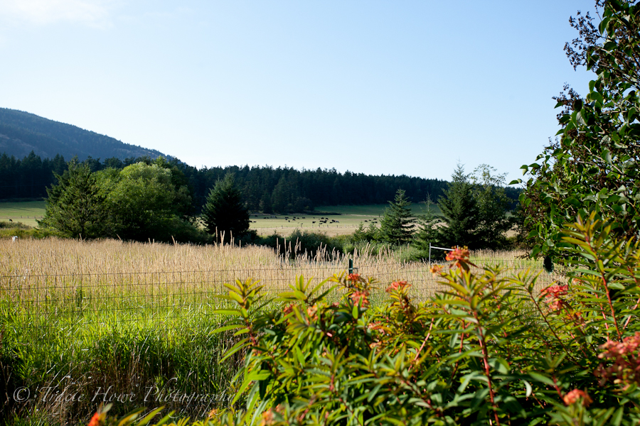 Photo of view from Orcas Island wedding
