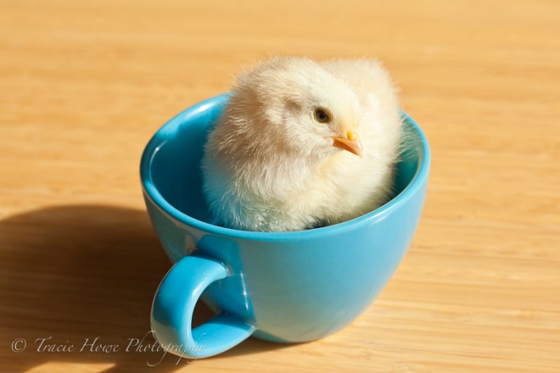 photo of cute baby chick in a mug