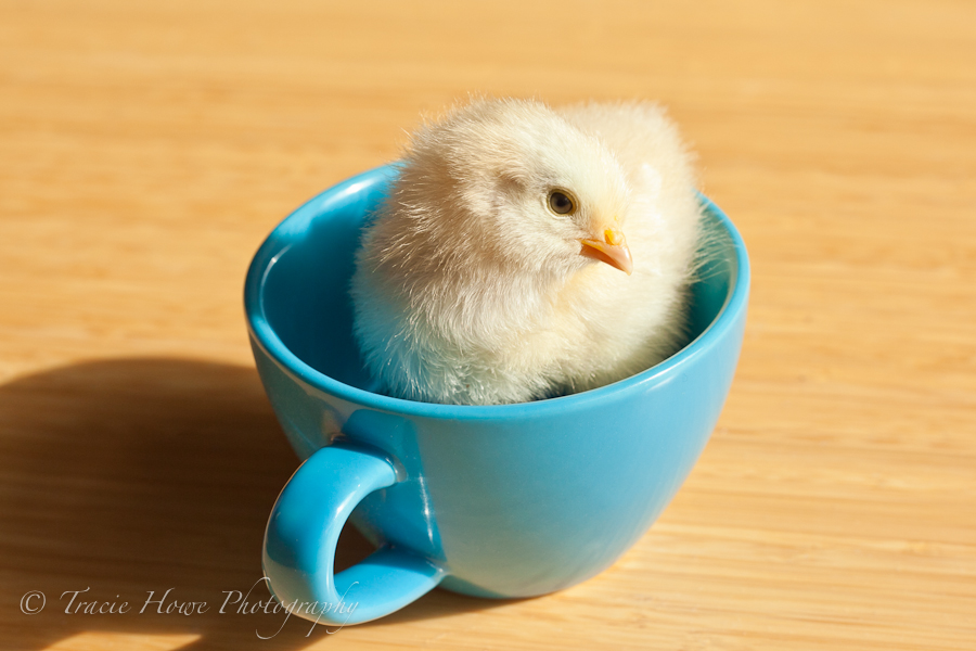 photo of cute baby chick in a mug