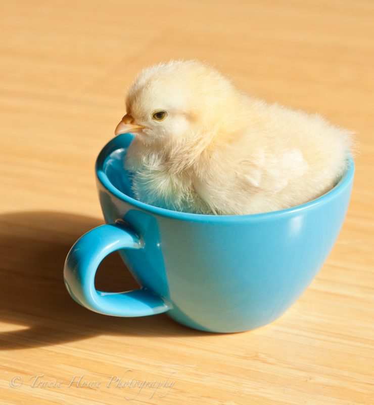photo of cute baby chick in a mug