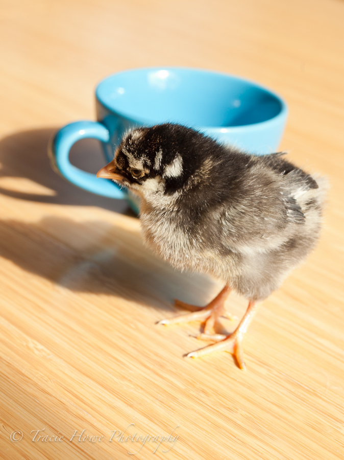 photo of cute baby chick next to a mug