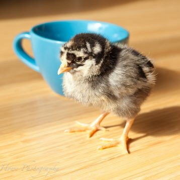 photo of cute baby chick next to a mug