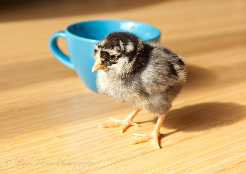 photo of cute baby chick next to a mug