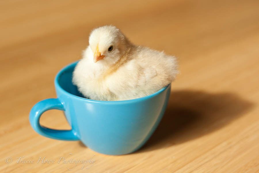 photo of cute baby chick in a mug