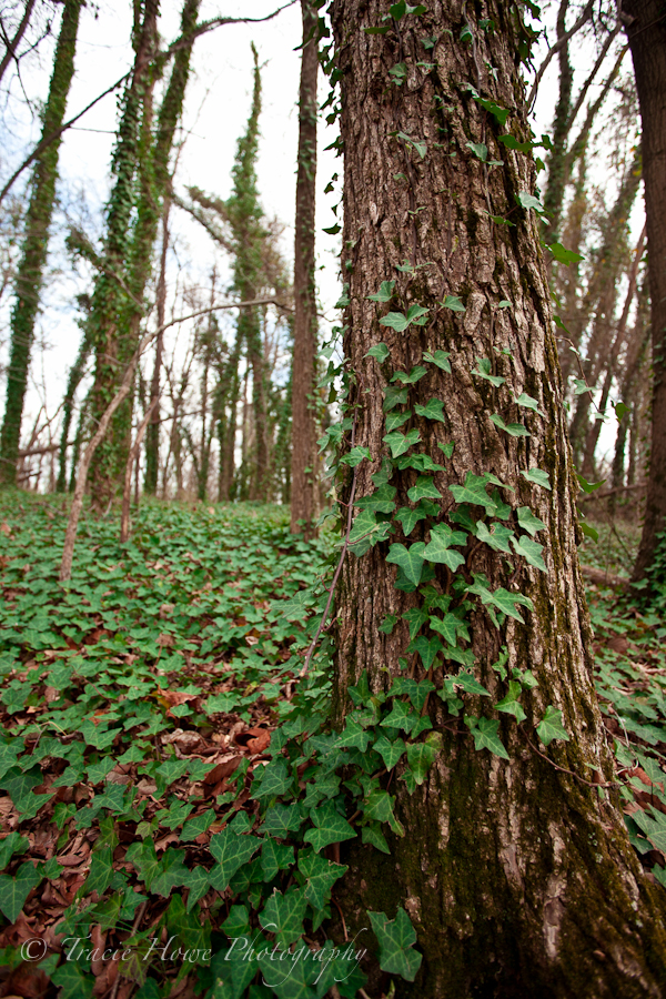 photograph of an ivy covered tree