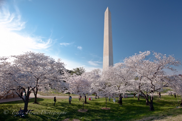 Photo of the Washington Memorial and Cherry Blossoms in Washington D.C.