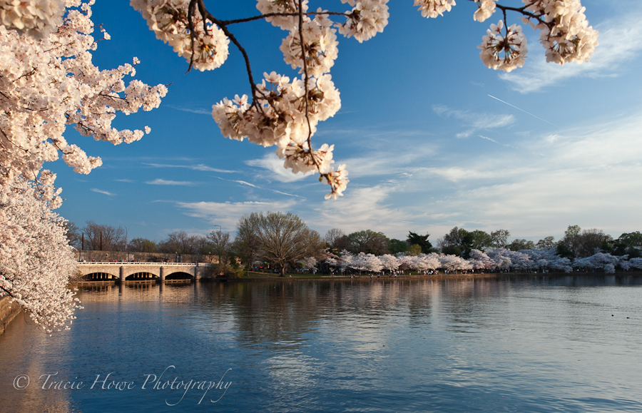 Photo of Cherry Blossoms in Washington D.C.