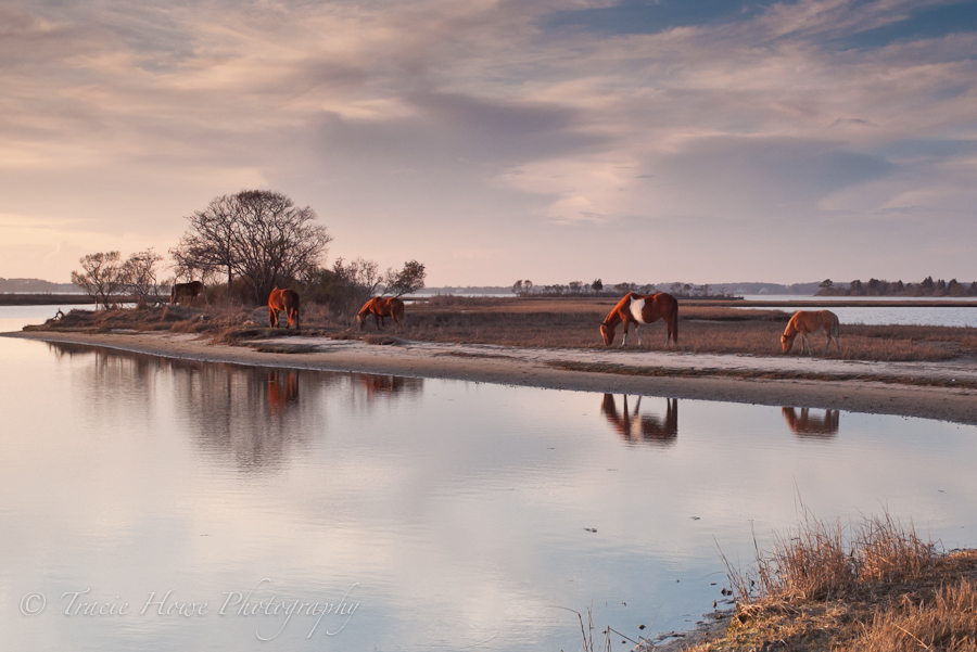 Photo of Chincoteague wild ponies in Assateague