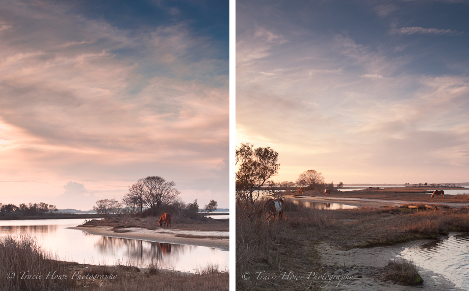 Photos of Assateague wild ponies