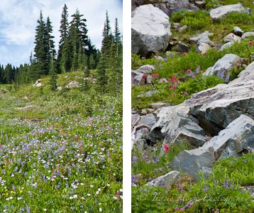 different perspectives of same landscape