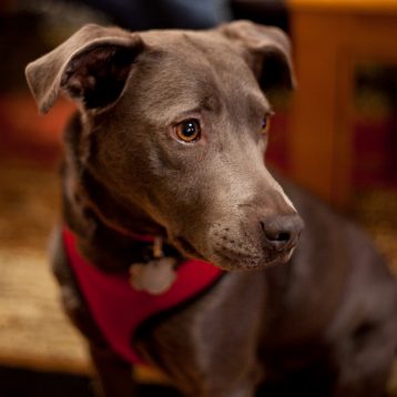 photo of dog with shallow depth of field