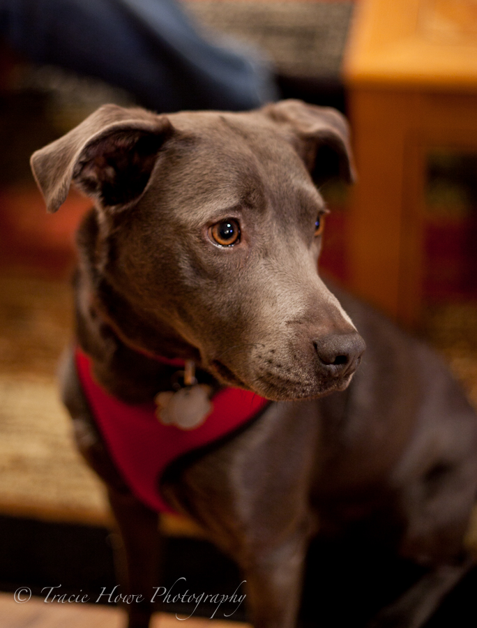 photo of dog with shallow depth of field