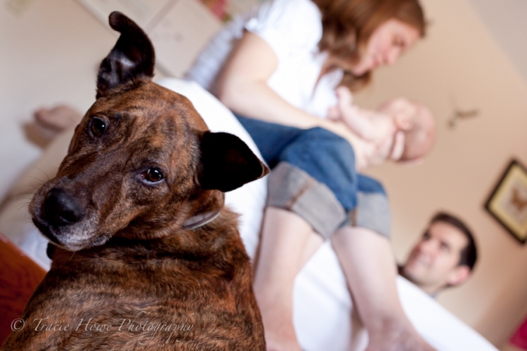 Dog in family photo