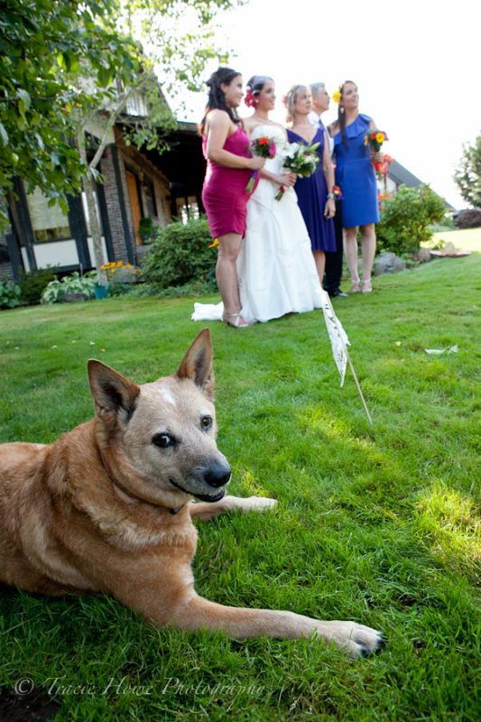 candid photo of dog at wedding