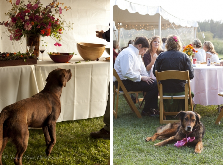 dog at Lopez Island wedding