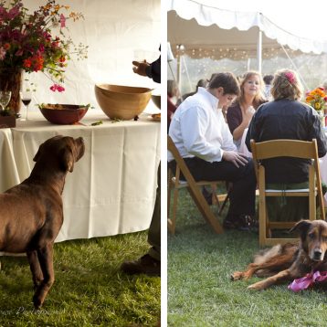 dog at Lopez Island wedding