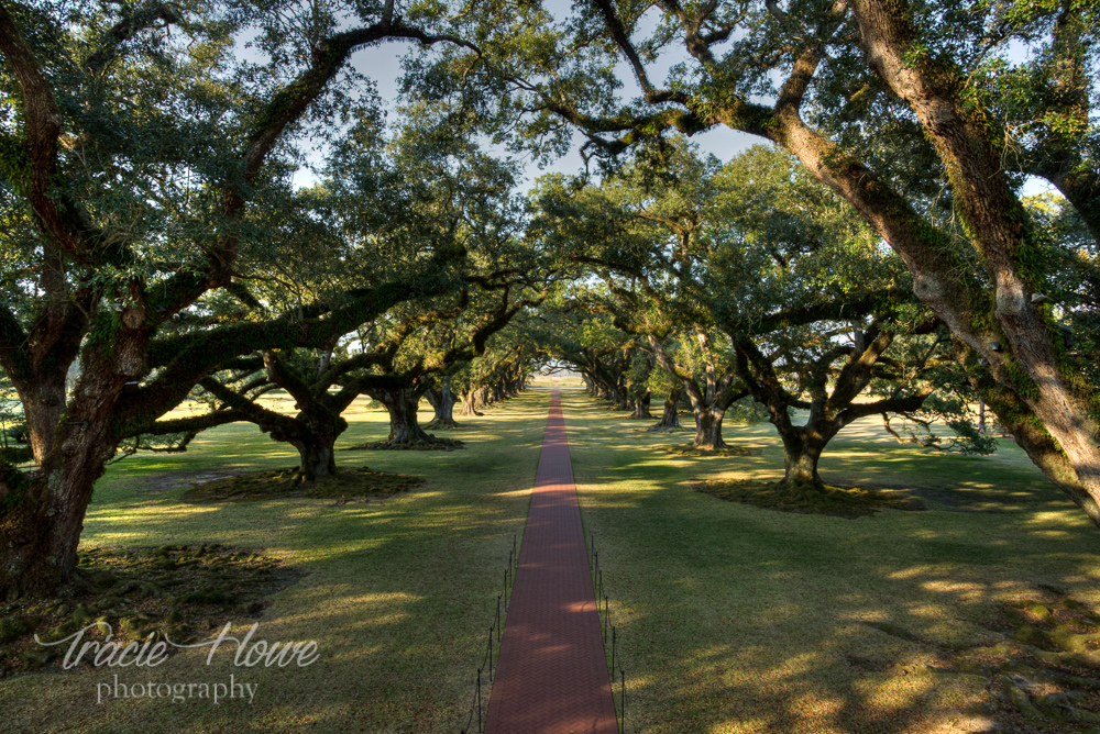 The impressive alley of oaks at Oak Alley Plantation in Louisiana.