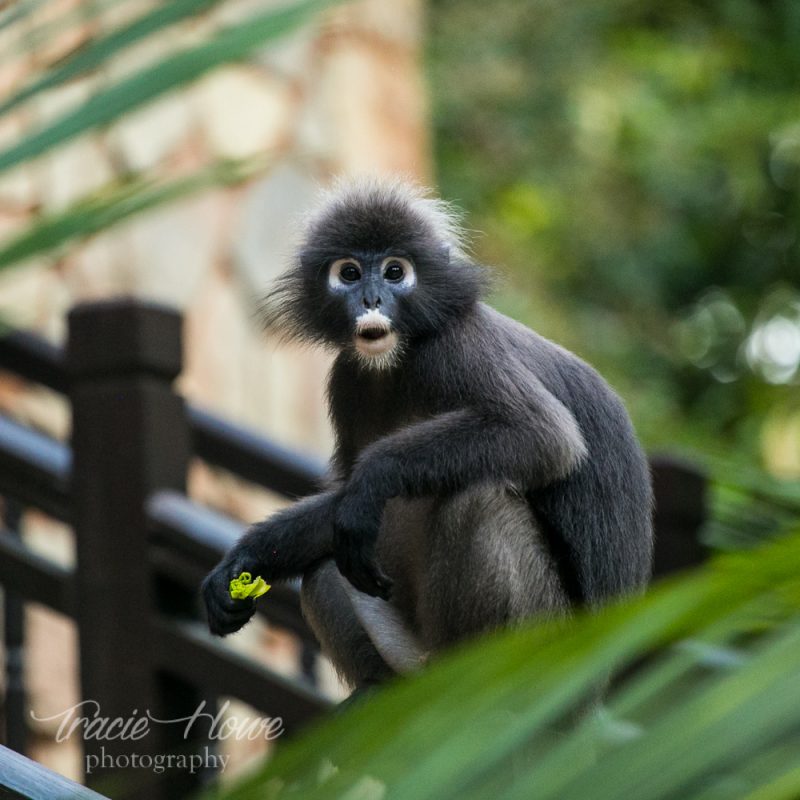 Dusky Leak Monkey in Langkawi