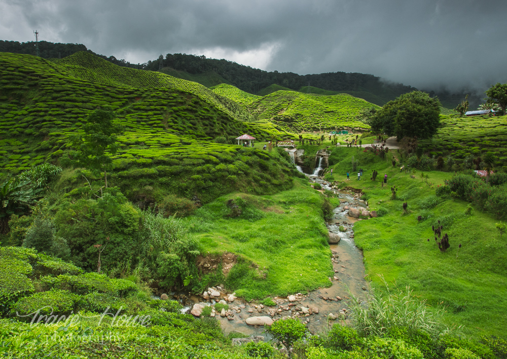 Somehow the gorgeous Cameron Valley Tea plantation is not one of the places normally included in tours. I think this view could rival some others that I saw.