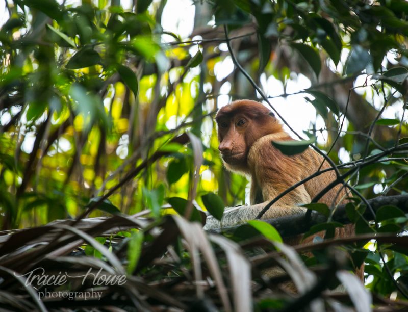 Probiscus monkey Bako national Park