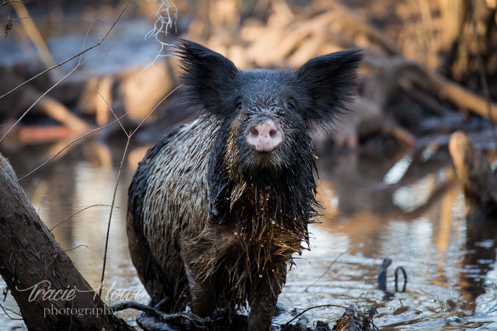 Oreo, everyone's favorite Louisiana wild boar. Isn't he adorable?