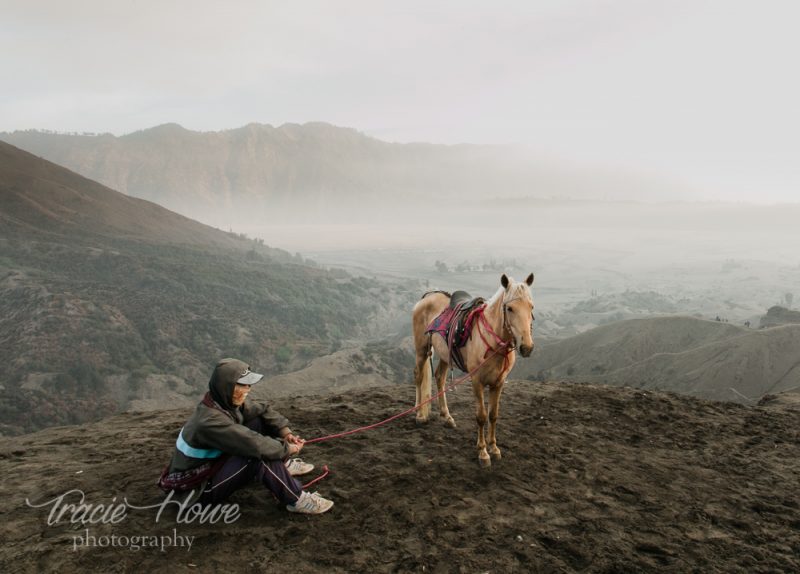 horse at Mount Bromo