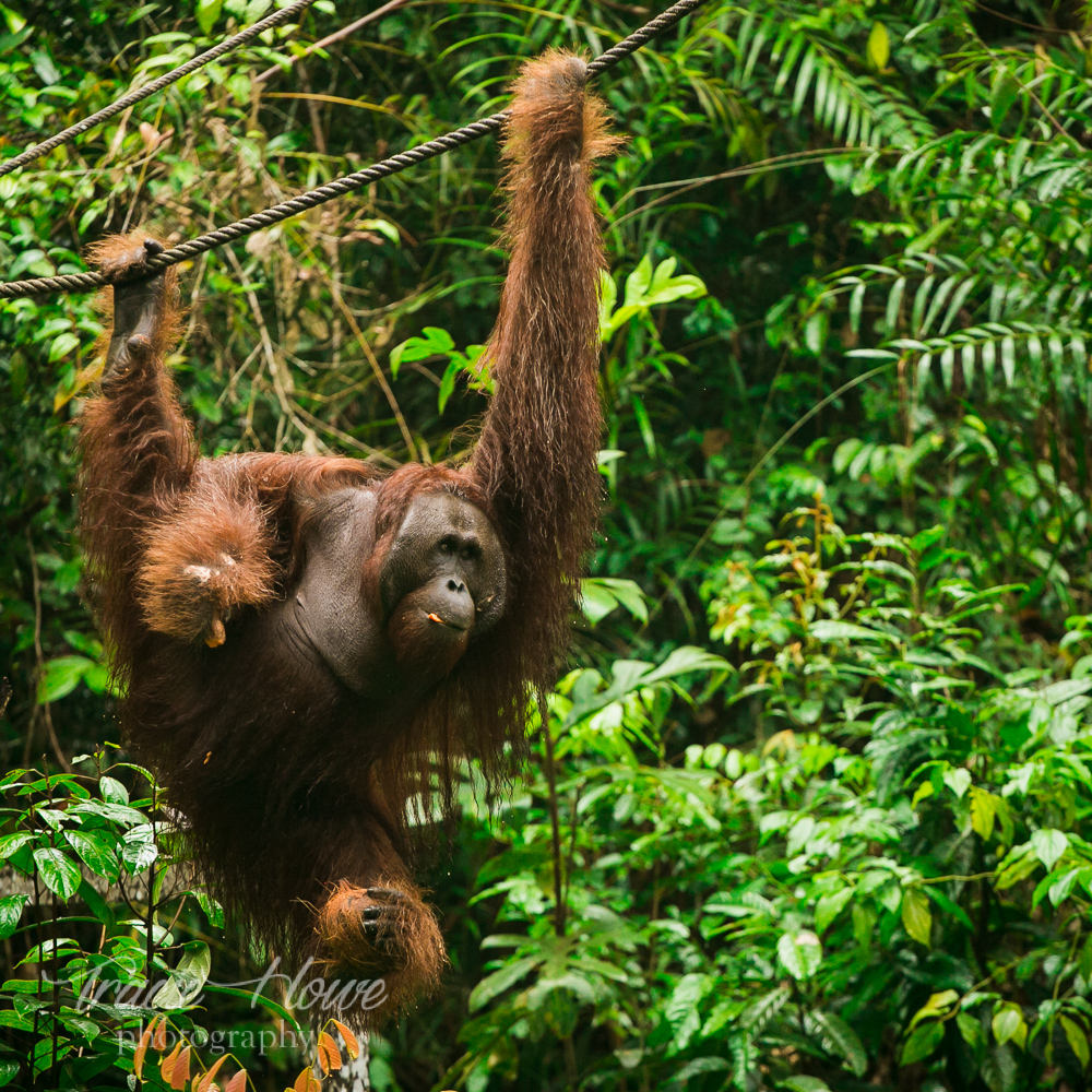 A semi-wild orangatan swings down from the jungle to get his afternoon snack. 