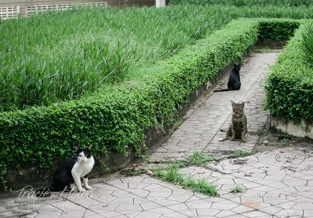 Lumpini Park cats