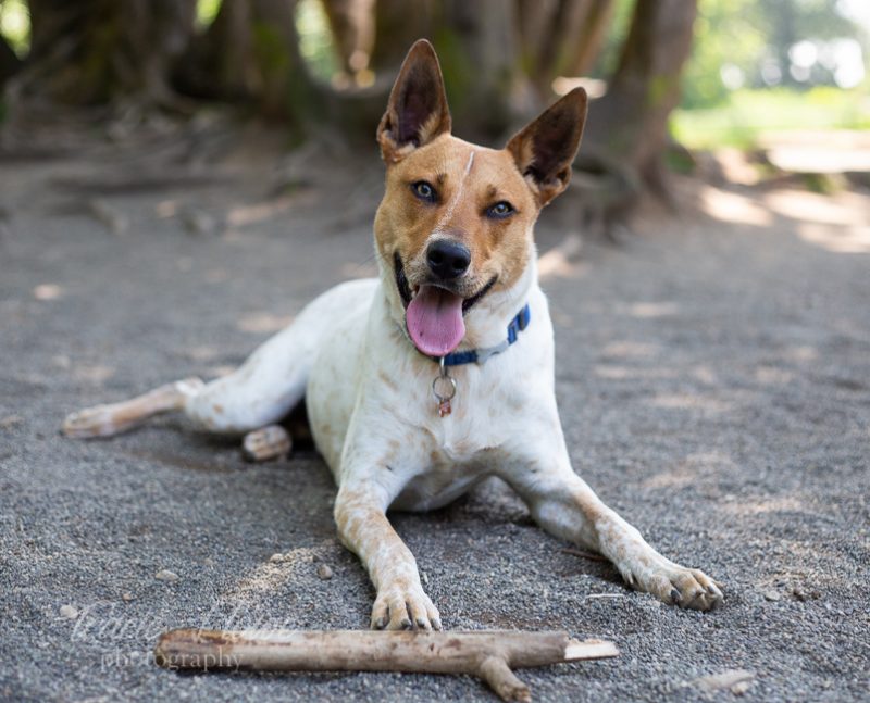 Snohomish dog portraits