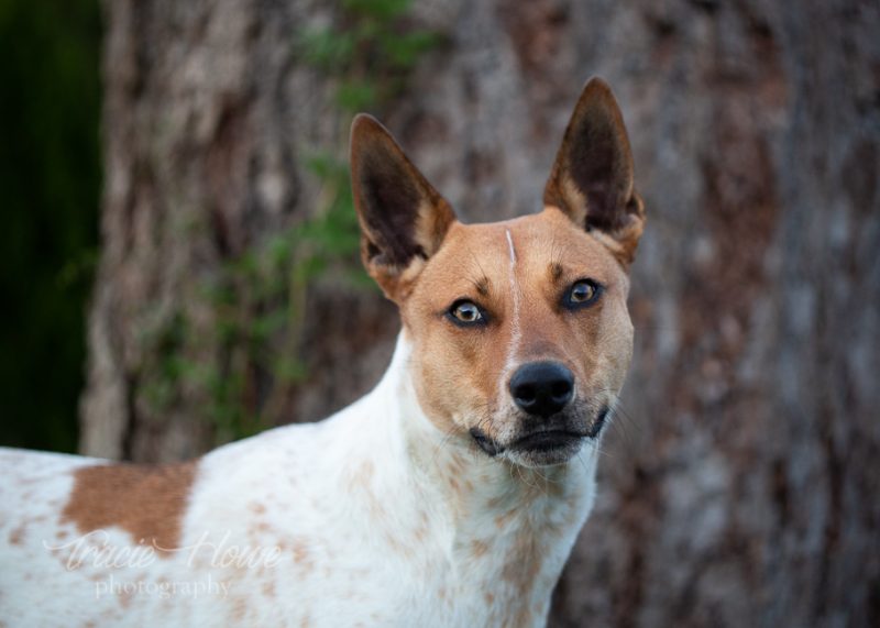 Snohomish dog portraits