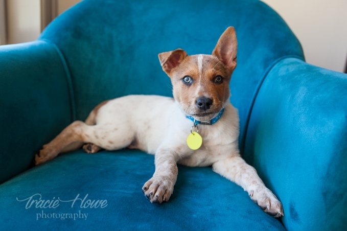 Snohomish dog portraits